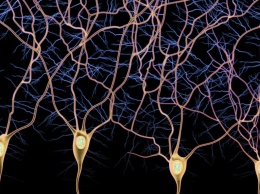 Открыта еще одна область мозга, где нейроны восстанавливаются