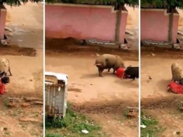 Две взбесившиеся свиньи напали на женщину посреди улицы (18+)