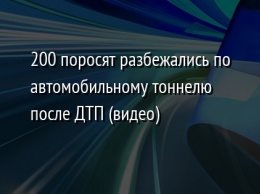 200 поросят разбежались по автомобильному тоннелю после ДТП (видео)