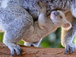 В австралийском зоопарке родилась редкая белая коала