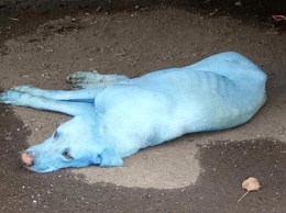 В Индии закрыли лакокрасочную фабрику, из-за которой местные собаки стали голубыми