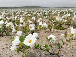 В Чили расцвела самая засушливая пустыня в мире