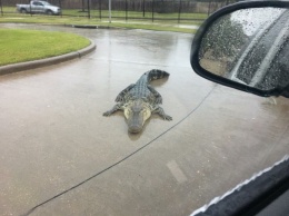 В Техасе ураган выбросил аллигаторов на дороги