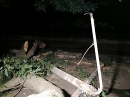 В Одессе упавшее дерево повалило столб: пострадали двое пешеходов