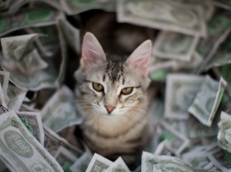Женщина оставила своим котам $300 000 в наследство