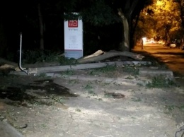 Напротив прокуратуры Одесского гарнизона упало дерево: есть травмированные
