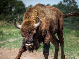 Опасные игры: 500-килограммовый бык насквозь проткнул мужчину рогом (видео)