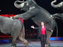 В Каменском предложили запретить передвижные цирки