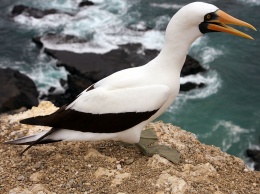 Ученые: новозеландские желтоглазые пингвины уже через 25 лет могут исчезнут