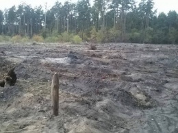 Киевляне обеспокоены "санитарной" вырубкой Пущанского леса (фото)