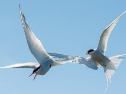 Птицы ориентируется по запахам, когда летят над океаном