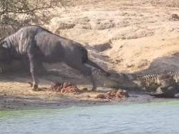 Голодный крокодил напал на антилопу. Животное спасли два бегемота