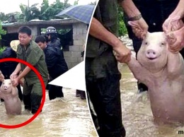 Смотрите, как улыбается свинья, которую спасли от наводнения