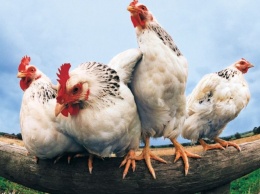 Кувейт снял запрет на ввоз курятины и яиц из Украины