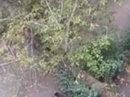 В Северодонецке аварийное дерево перекрыло проезд