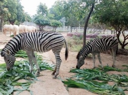 Во Вьетнаме открыли самый большой зоопарк с отелем