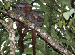 Ученые обнаружили сотни новых видов животных в Амазонии