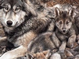 В Бердянском районе волки не такие активные как у соседей
