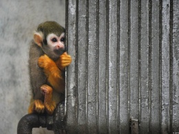 Смотри видео: как встретили осень жители зоопарка на запорожском курорте
