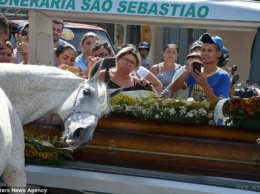 Конь пришел на похороны хозяина. Когда зверь зарыдал, у людей отняло дар речи... (фото, видео)
