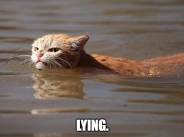 Сердитый кот из затопленного Хьюстона стал мемом