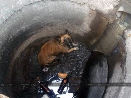 В Павлограде волонтер спасла собаку, упавшую в открытый люк (ФОТО)