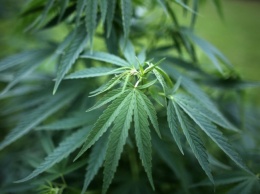 Житель Германии донес полиции на мать за выращивание марихуаны