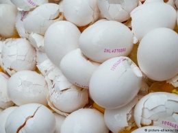 Зараженные фипронилом яйца обнаружены в 45 странах мира