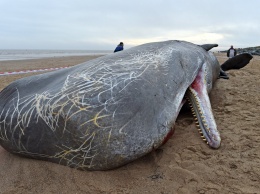 «Самоубийства» китов объяснили солнечной активностью