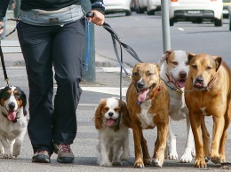 Британских владельцев собак будут штрафовать за отсутствие 2 пластиковых пакетов на прогулке