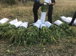 Пенсионер из Царичанки вырастил в кукурузе марихуану на 7 млн. грн