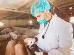 В Харьковской области зафиксированы вспышки африканской чумы