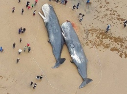 Северное сияние заставило китов выброситься на берег