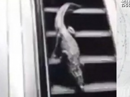 Огромный аллигатор гулял по супермаркету в Китае