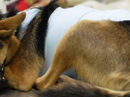 В Запорожье месяц будут бесплатно стерилизовать и вакцинировать бездомных собак: благотворители подписали меморандум с властью, - ФОТОРЕПОРТАЖ