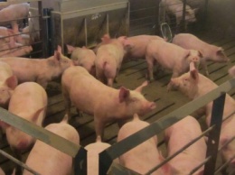 В Добропольском районе произошло резкое падение свиней