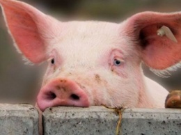 В Полтавской области более 5000 свиней уничтожили из-за вспышки АЧС