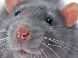Во Франции девочку атаковали крысы, она в критическом состоянии