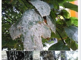 Бердянские деревья уничтожает грибок