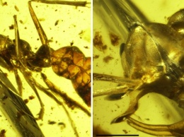 Ученые обнаружили муравья с армированным металлом рогом