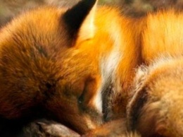 Запорожская зооволонтер раскритиковала патрульных за жестокое убийство лисенка