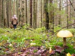 На Черниговщине в лесах теряются грибники
