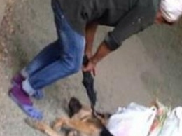 Шокирующая история убийства собак в Херсоне