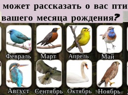 Пернатый Зодиак: вот что говорит о вас птица вашего месяца