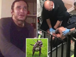 В Лондоне собака, наевшись кокаина, загрызла хозяина