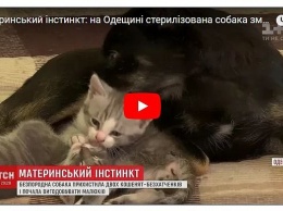 На Одесщине дворняга выкормила двух котят-сирот