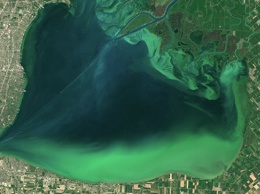 Ученые раскрыли секрет появления токсичных водорослей в озерах Америки