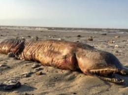 "Монстр из глубины": После урагана Харви на берег Техаса выбросило загадочное существо