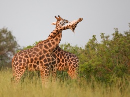 Ученые нашли новое объяснение тому, зачем жирафам длинная шея