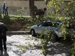 Во Львове упавшее дерево разбило авто нардепа